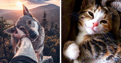 Redditors Share 28 Of The Cutest Animal Moments Caught On Camera That Will Surely Make Your Day