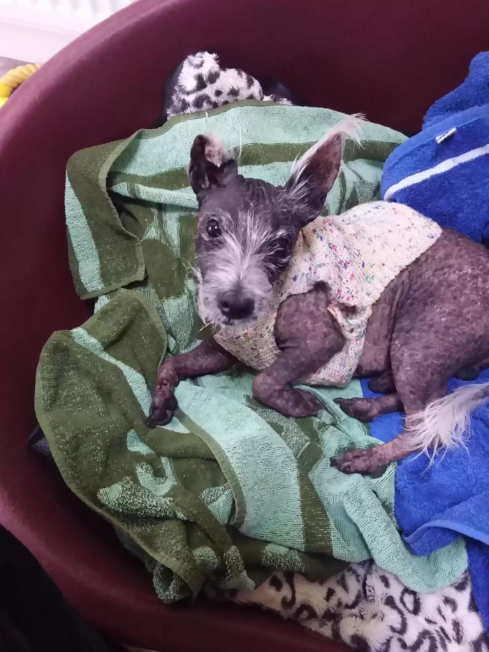 Jay has severe allergies, which have left him almost completely bald. It's a common issue for his breed.