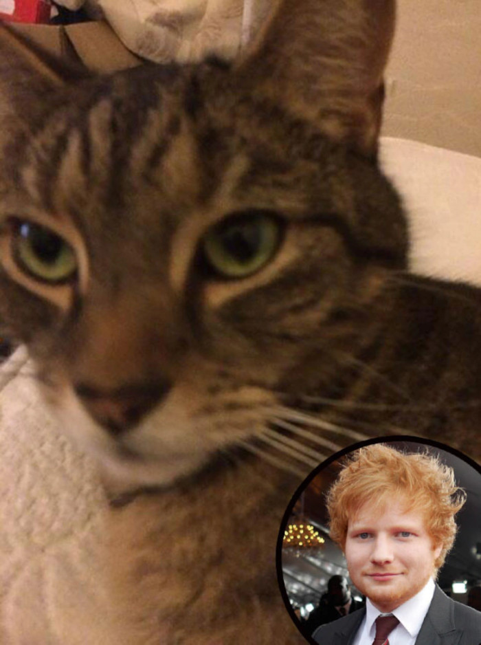 21. Ed Sheeran and his adopted kitten, Graham