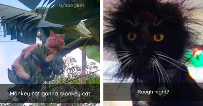 Hilarious Cats Are Doing Their Best To Make Us Laugh And We Appreciate That