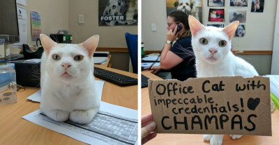 Shelter Staff Creates Amazing Adoption Campaign And Finds Loving Home For Cat That Spent 400 Days In The Shelter