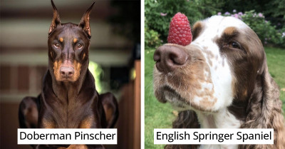 30 Of The Most Intelligent Dog Breeds That Prove They Are More Than Just Cute Little Faces