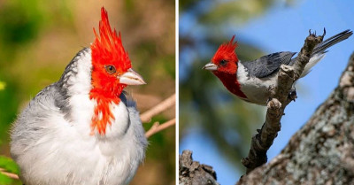 Red-Crested Cardinal Displays a Vest of All White and a Brightly Colored Crest That You Can't Miss
