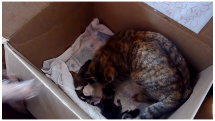 One lesson we can learn from this lovely gesture of the cat is that animals are incredibly kind and affectionate to those in need, even if they are not of their own kind. It was truly a spectacular moment to witness the maternal instinct kick in upon seeing a hungry newborn pup who needed to drink milk, as the cat fed the puppy her milk, disregarding the fact that these pups could later grow up and potentially harm her.