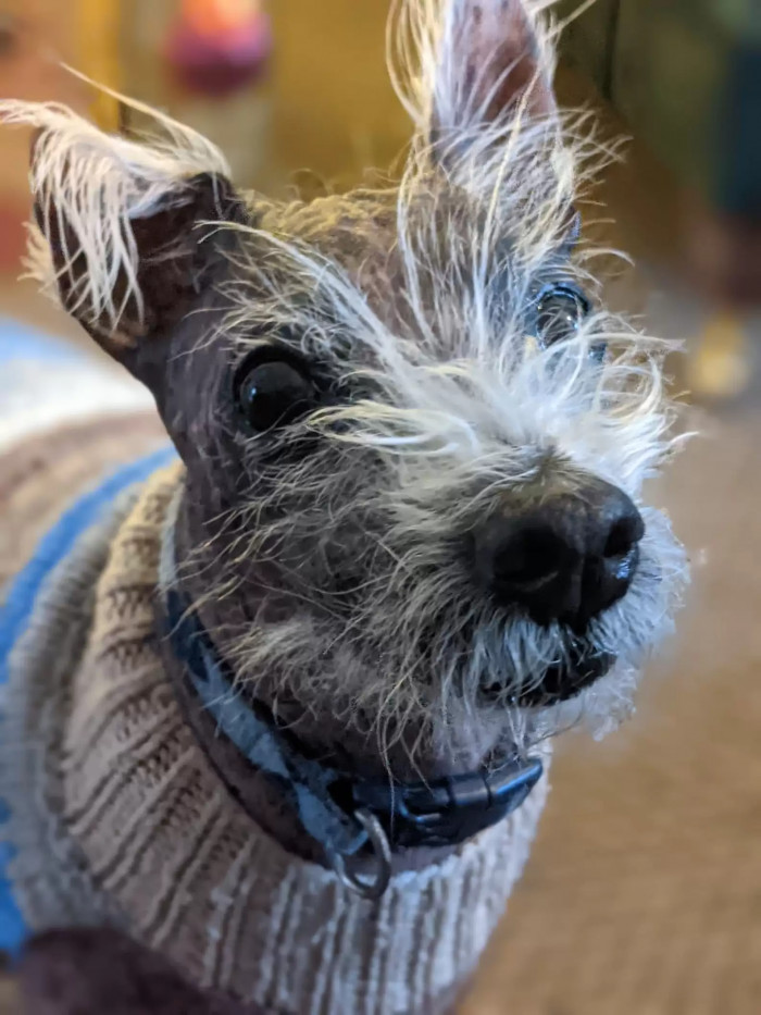 Meet Jay. He's a nine-year-old dog in need of a loving home.