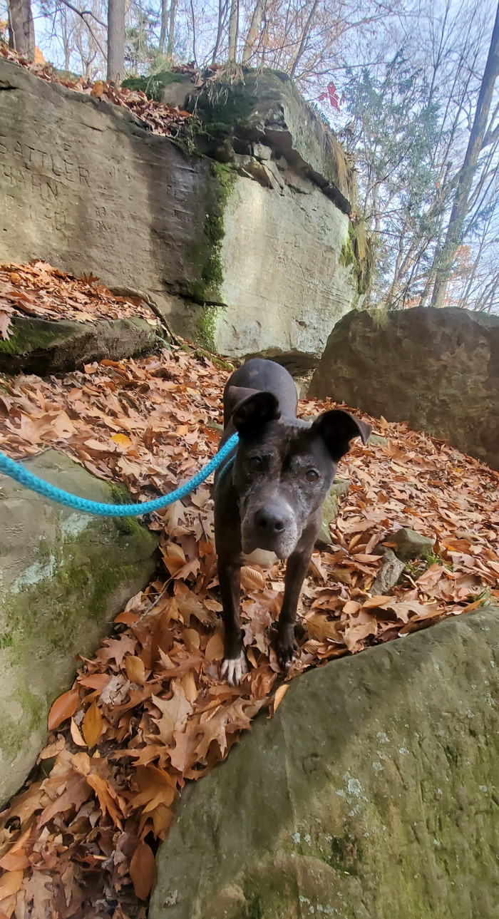 Doug was very happy for Caesar, and as a celebration, he took his buddy for one last hike before he goes to his new home.