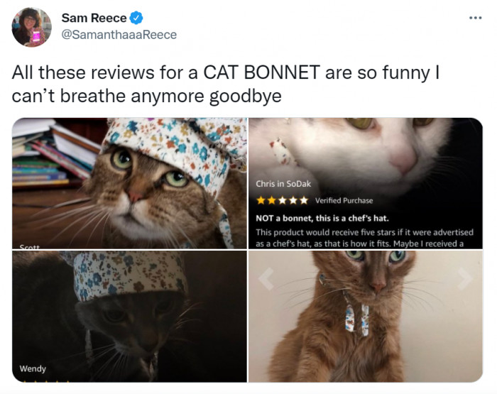 11. Cooking cat?