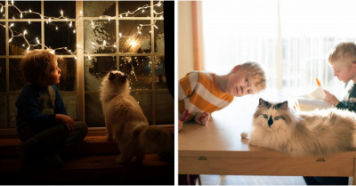 Adorable Moments Of Kids With Their Ragdoll Cats Caught By The Camera Of Their Brilliant Photographer Mom