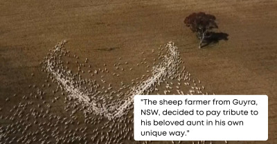 Shepherd's Flock Helps Him Send A Special Message To His Late Aunt