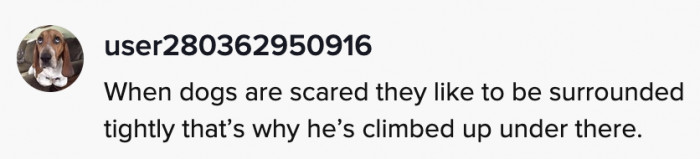 Albus found the first, best, and coziest place to hide. He's a true innovator.