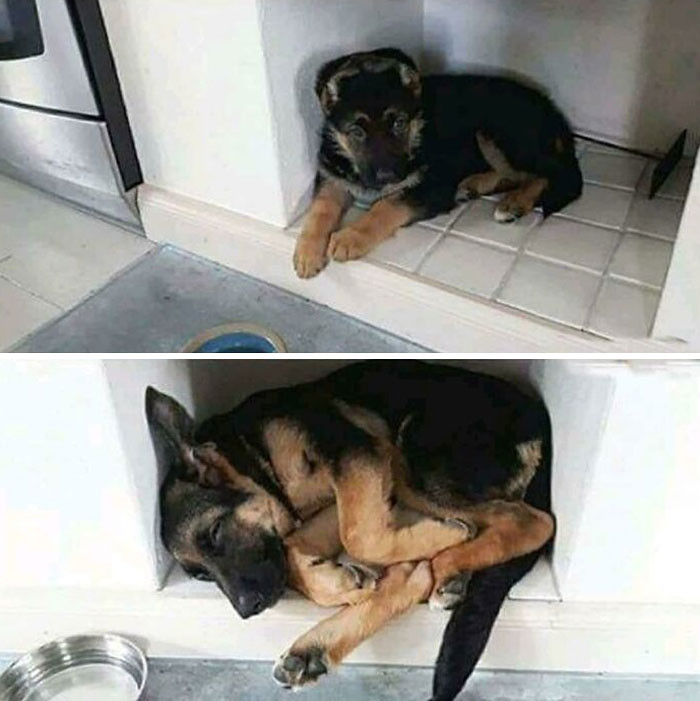 3. My dog doesn't fit in his favorite place anymore