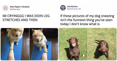 Dog Tweets That Will Warm Your Soul and Hurt Your Cheeks