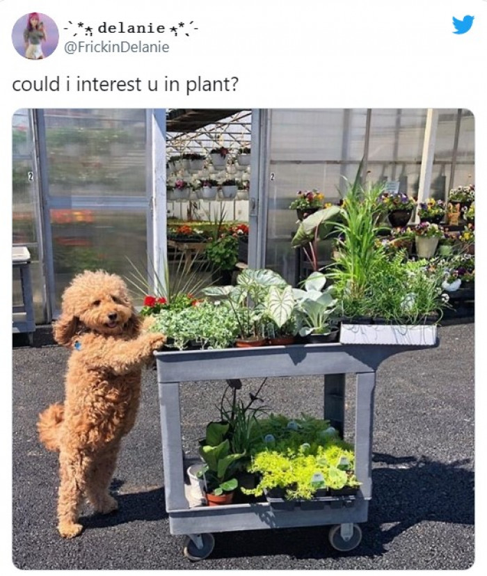 8. The cutest salesperson ever. Or is it a salesdog?