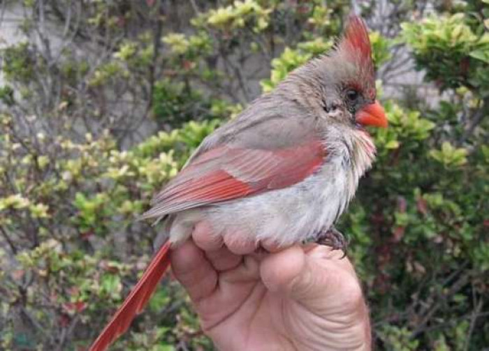 It was caught and released by the USA's Inland Bird Banding Association. 