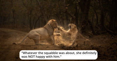 These Arguing Lions Are Here To Remind You That All Couples Are Alike