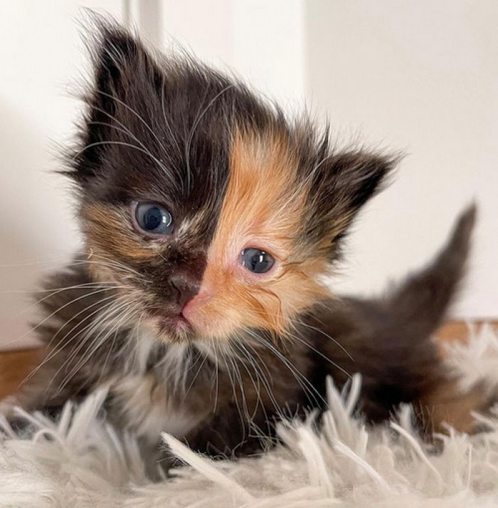 Kiki will take care of the kittens until they're spayed and old enough to go to their forever home.