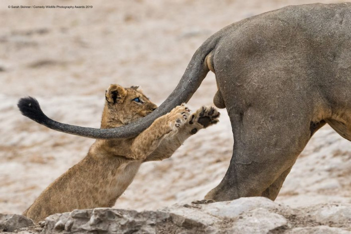 Grumpy animal, surprised by loud morning chatter, comedic wildlife photography moment