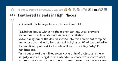 Intelligent Crows Stick Up For Their Human Friend Against Bully Neighbor By Vandalizing His Car For Years