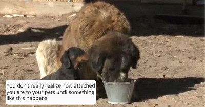 This Small Dog Is Truly a Hero for Saving His Buddy Who Is Way Larger Than Him