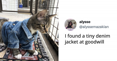 16 Wholesome Cat Tweets That Will Make Cat Lovers Purr