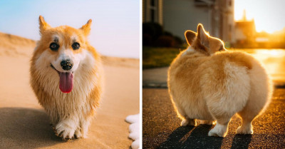 Maxine The Corgi Has Taken The Internet By Storm, And It's Easy To See Why