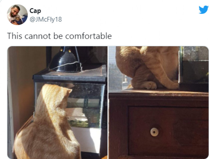 29 Animal Tweets That Will Help You Entertain Yourself No Matter What ...