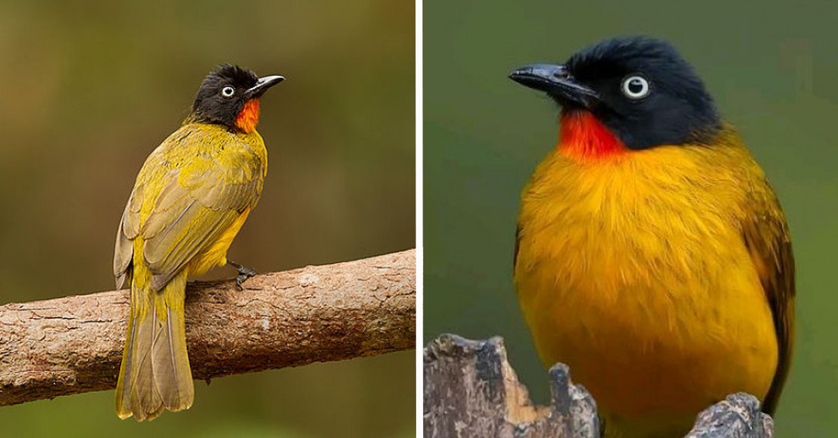 Flame-Throaded Bulbul Bird Looks Like It Is Wearing A Suit And Bowtie