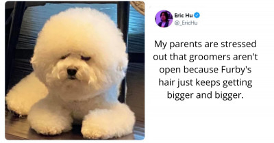 15+ Tweets About Charming Animals That Are Heartwarming And Certain To Make You Smile