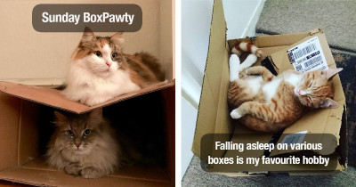 A Cute Cat In A Good Box Is Time Well Spent