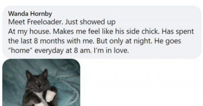 15 Amazing Stories Of Cats Choosing And Adopting Their Favourite Hoomans