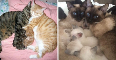 50+ Pawsome Pics Of Loving Mamma Cats And Their Adorable Kittens