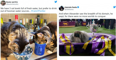 23 Tweets About Dogs And Cats That Will Make Your Heart Happy