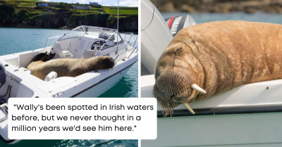 Giant Walrus “Steals” A Boat And Takes It For A Joyride