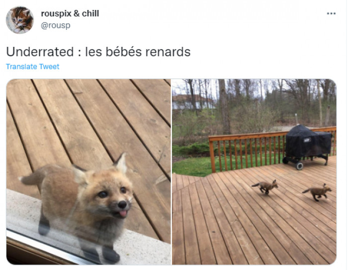 1. Yeah, we all could agree that baby foxes are underrated.