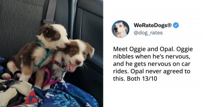 10 Tweets About Dogs That Will Surely Melt Your Heart