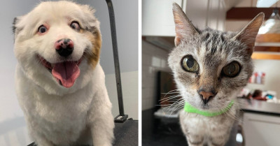 20 Cute Animal Pictures Perfect For Inspiring Your Daily Smile