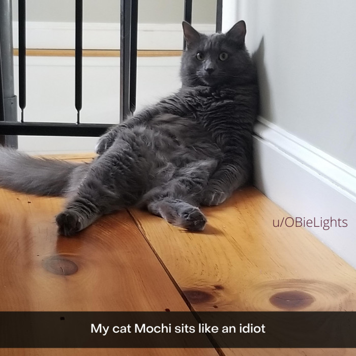 21. This cat is adorable, even for an idiot.