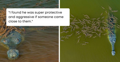 Rare Crocodile Is Photographed Carrying Hundreds Of Babies On His Back To Keep Them Protected