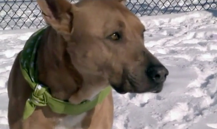 City street scene in winter, reminder not to leave pets outdoors