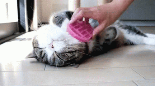 5. Preparing for Pampering