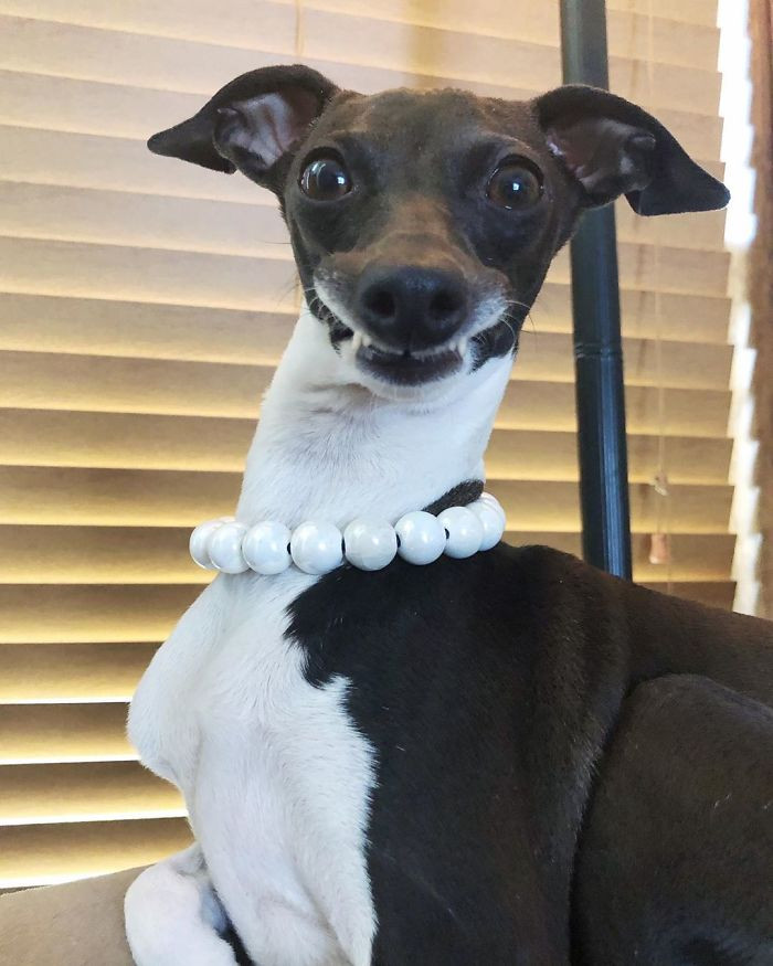 A silly dog.