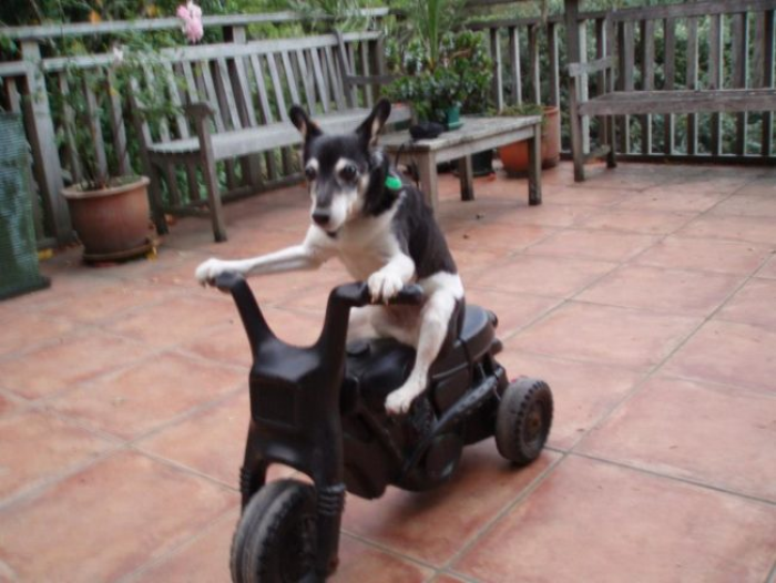 9. Biker dog