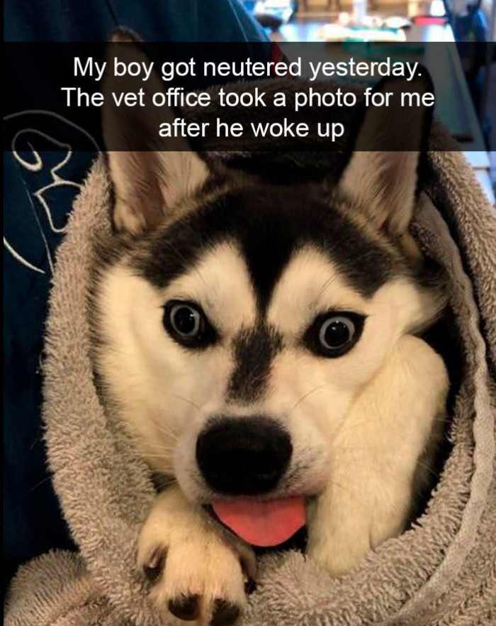 40 Hilarious Puppers And Their Adorably Ridiculous Antics