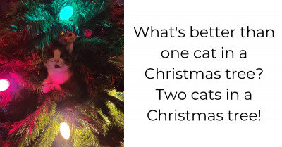 Hilarious Cats Once Again Prove That It's The Most Destructive Time Of The Year