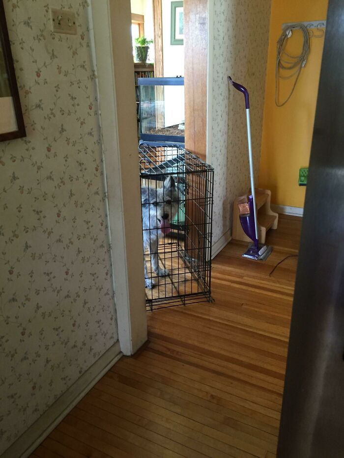 42. "Tried Crate Training But She Kicked The Floor Out And Turtled Her Way Around"