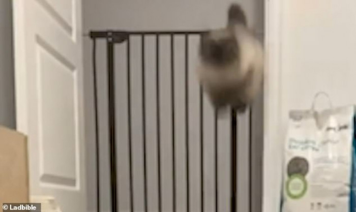 Easily leaping over the obstacle, Gorgeous George graciously starts his descent.