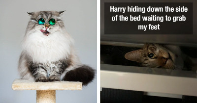 Adorable Cats Behaving Adorably Will Surely Occupy Some Of Your Time Today