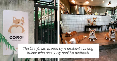 This Seriously Adorable Corgi-Themed Cafe Includes 12 Corgis That Hang Out and Greet Customers