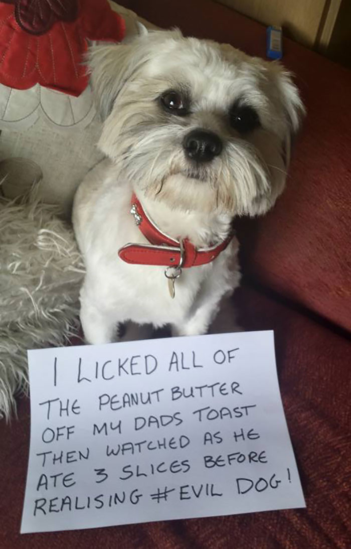 31. "Stealth Licker"