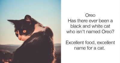 Shout Out To All The Black Cats With Generic Names